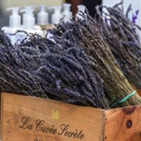 Mayfield Lavendar