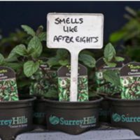 Pepperpot Nursery