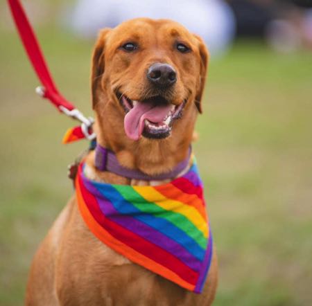 Pride in Surrey dog