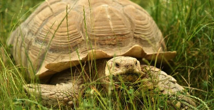 Merrist College tortoise