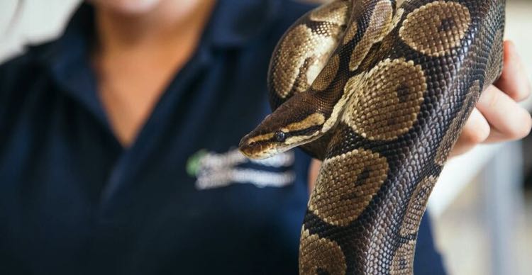 Merrist College snake