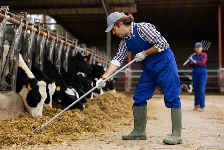 Workers on Dairy Farm