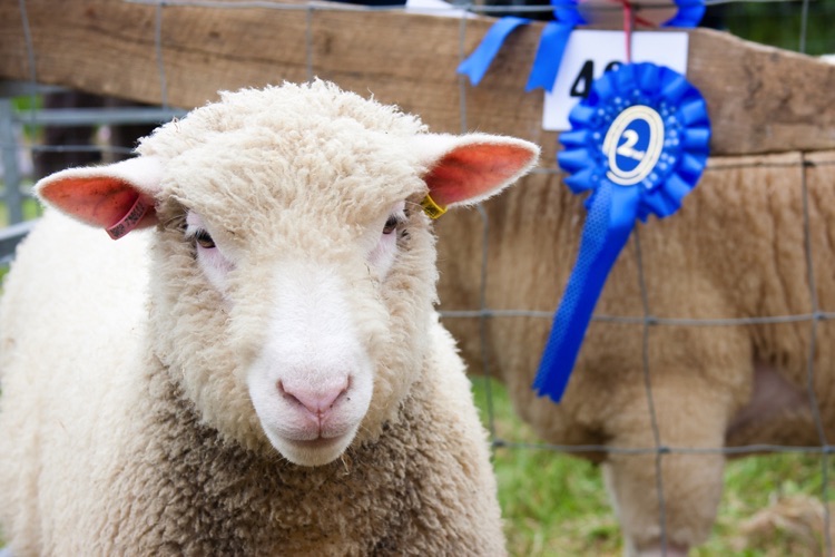 Sheep with blue ribbon at country show