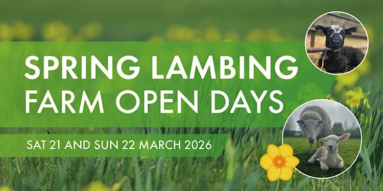 Spring lamb farming day