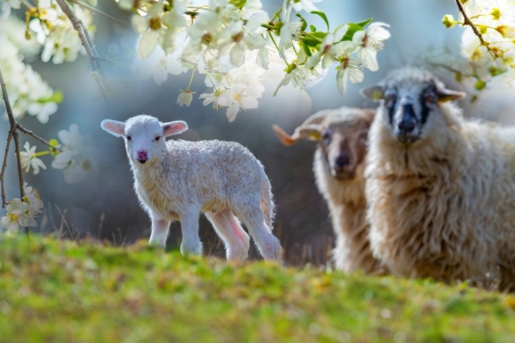 Spring Lambing Farm Open Day: Get Up Close with Adorable Lambs