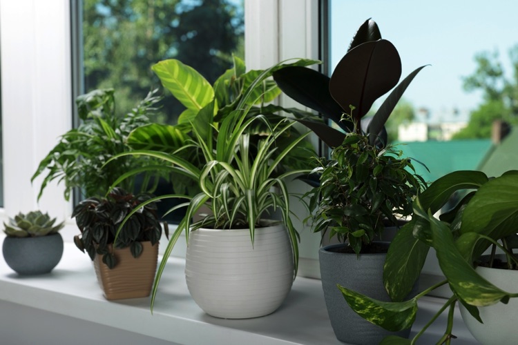 House plants in window