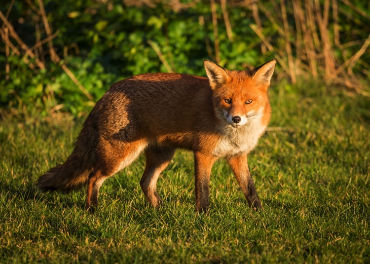 Red British fox