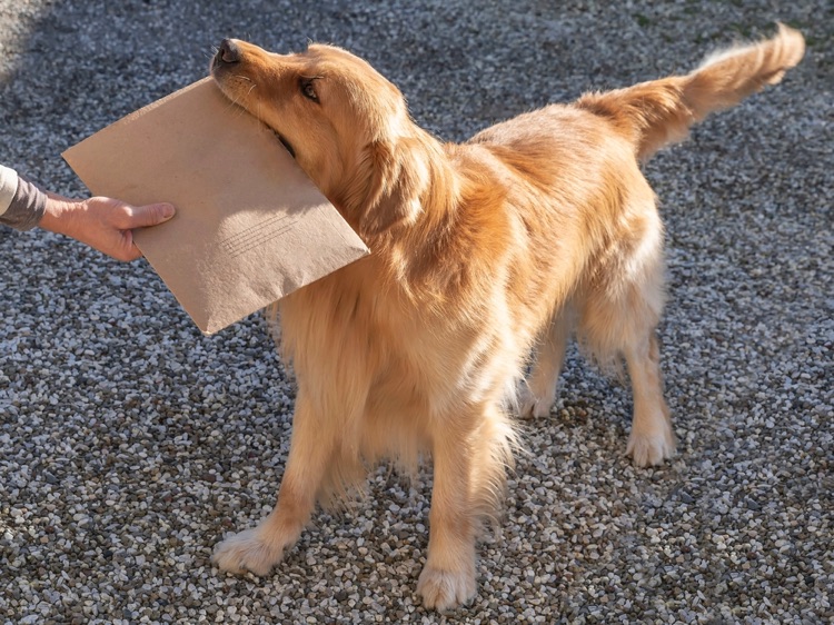 Golden retriever
