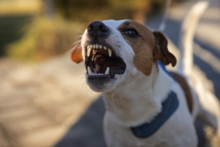 Jack Russell Terrier showing teeth