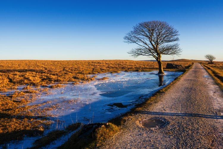 Frosty morning walks