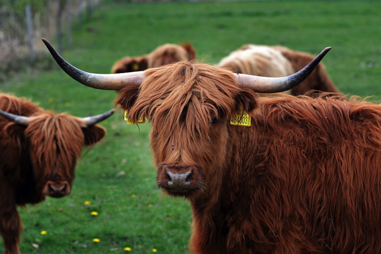 A Highland cow